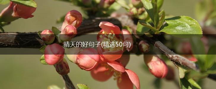 晴天的好句子(精选50句),第1张
