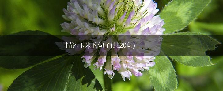 描述玉米的句子(共20句),第1张