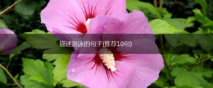 描述游泳的句子(推荐10句),第1张 描述游泳的句子(推荐10句),第1张