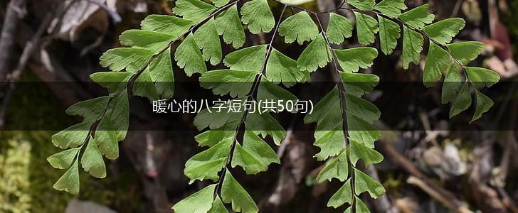 暖心的八字短句(共50句),第1张