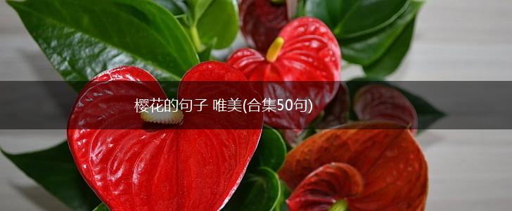樱花的句子 唯美(合集50句),第1张