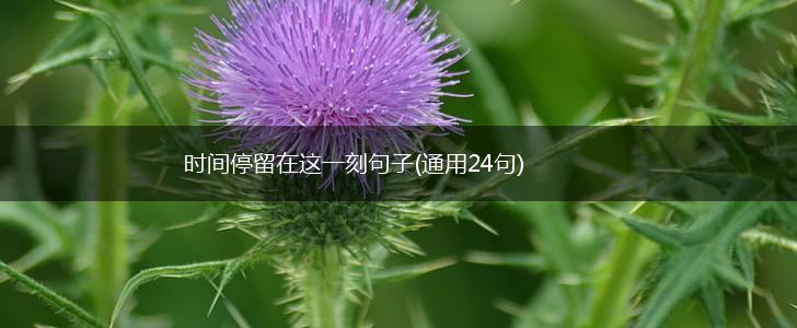 时间停留在这一刻句子(通用24句),第1张