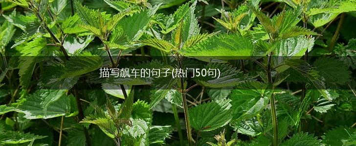 描写飙车的句子(热门50句),第1张