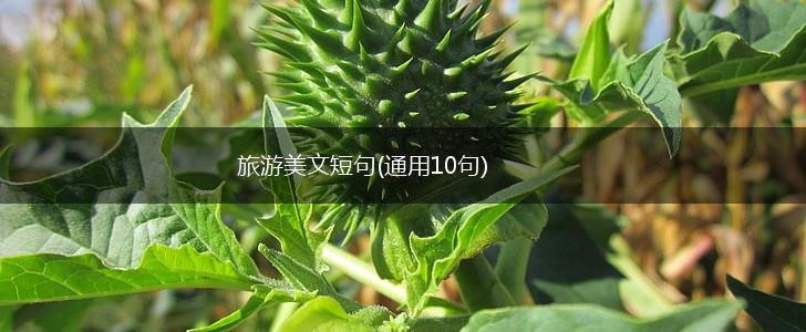 旅游美文短句(通用10句),第1张