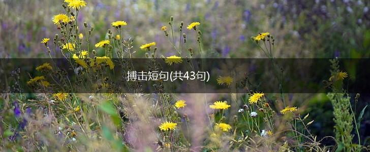 搏击短句(共43句),第1张
