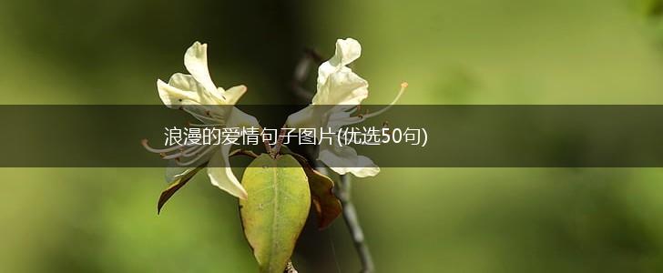 浪漫的爱情句子图片(优选50句),第1张