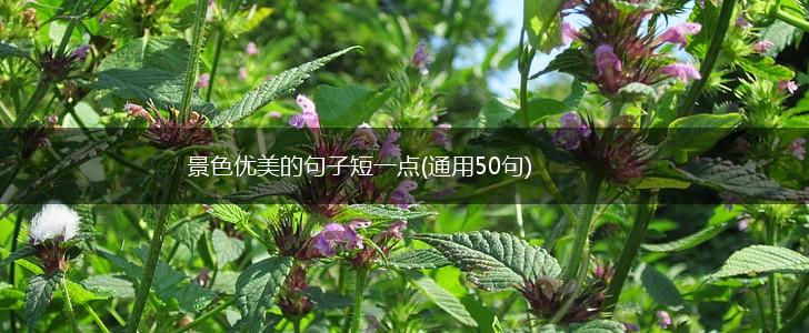 景色优美的句子短一点(通用50句),第1张