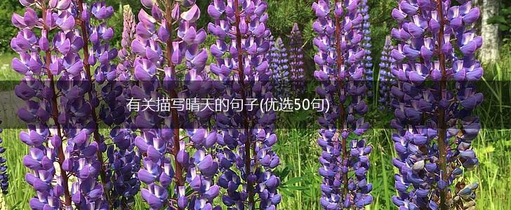 有关描写晴天的句子(优选50句),第1张