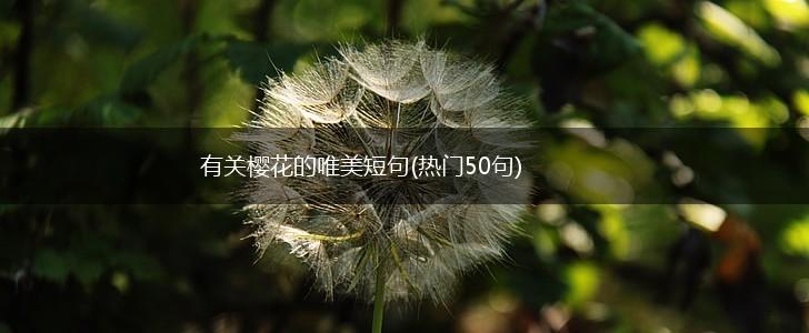 有关樱花的唯美短句(热门50句),第1张
