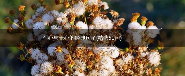 有心与无心的经典句子(精选51句),第1张