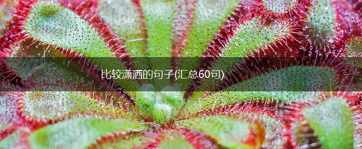 比较潇洒的句子(汇总60句),第1张