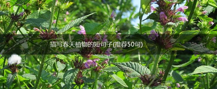 描写春天植物的短句子(推荐50句),第1张