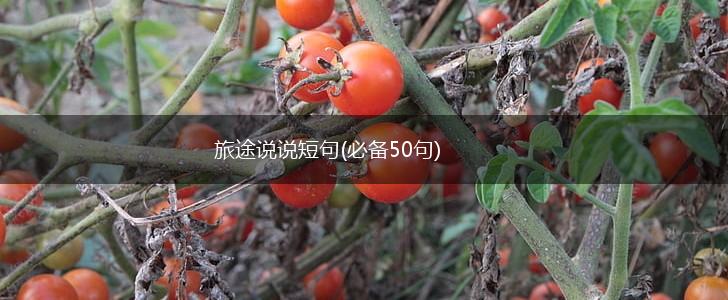 旅途说说短句(必备50句),第1张