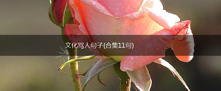 文化骂人句子(合集11句),第1张