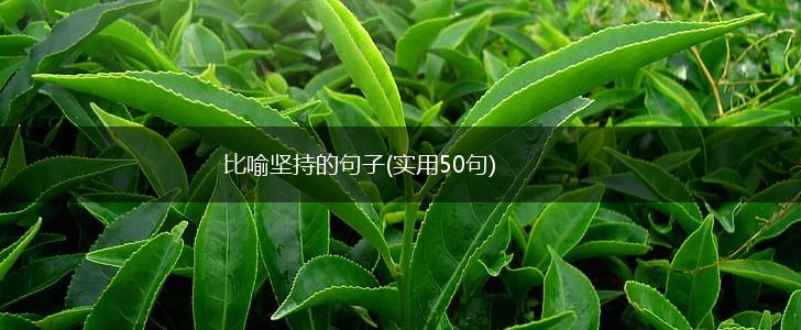 比喻坚持的句子(实用50句),第1张