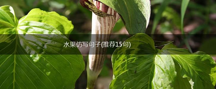 水果仿写句子(推荐15句),第1张