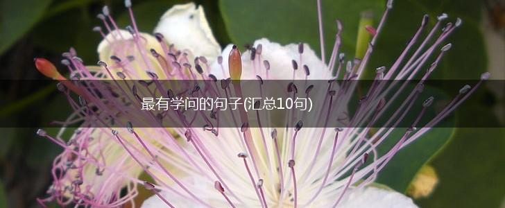 最有学问的句子(汇总10句),第1张
