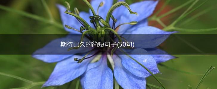 期待已久的简短句子(50句),第1张