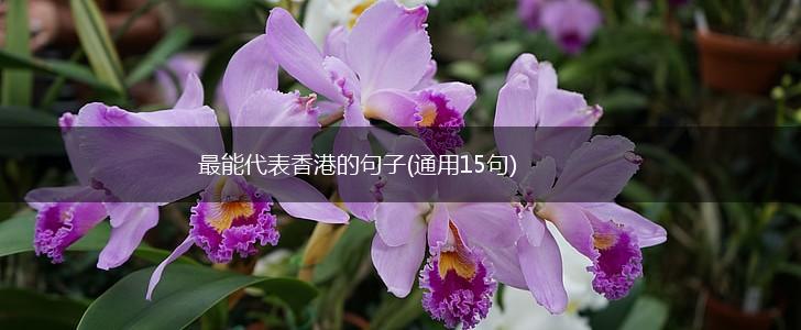 最能代表香港的句子(通用15句),第1张