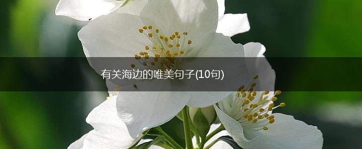 有关海边的唯美句子(10句),第1张