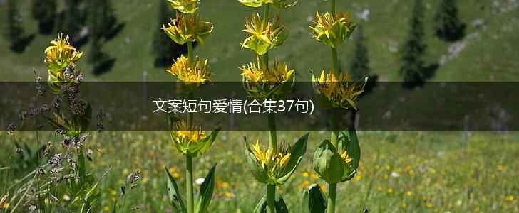 文案短句爱情(合集37句),第1张