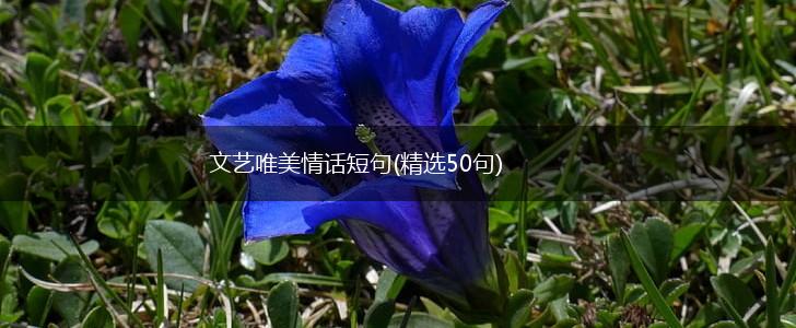 文艺唯美情话短句(精选50句),第1张