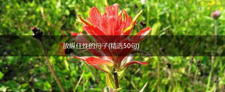 放纵任性的句子(精选50句),第1张
