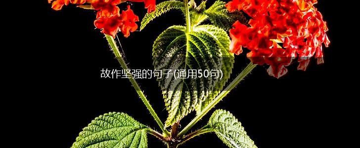 故作坚强的句子(通用50句),第1张