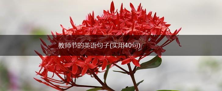 教师节的英语句子(实用40句),第1张