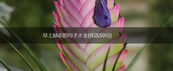 早上励志的句子大全(优选50句),第1张