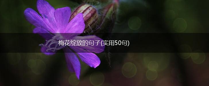 梅花绽放的句子(实用50句),第1张