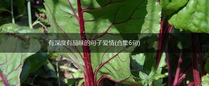 有深度有品味的句子爱情(合集6句),第1张