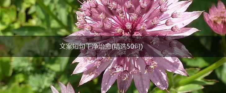 文案短句干净治愈(精选50句),第1张