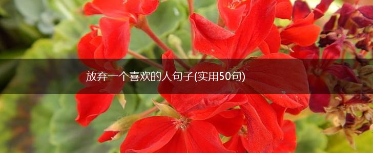 放弃一个喜欢的人句子(实用50句),第1张