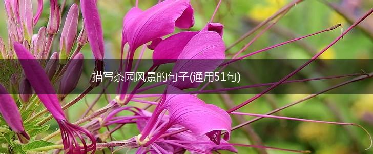 描写茶园风景的句子(通用51句),第1张