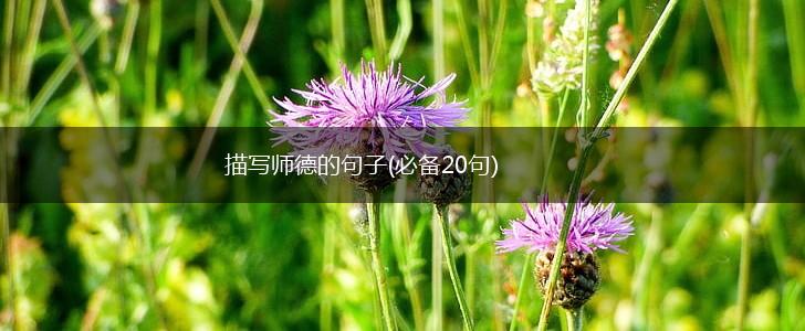 描写师德的句子(必备20句),第1张