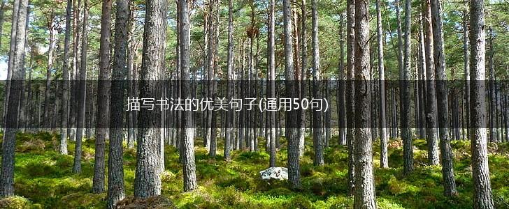 描写书法的优美句子(通用50句),第1张