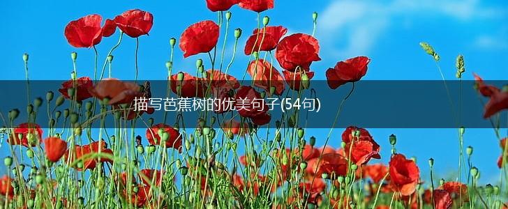 描写芭蕉树的优美句子(54句),第1张