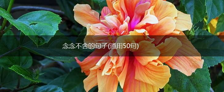 念念不舍的句子(通用50句),第1张