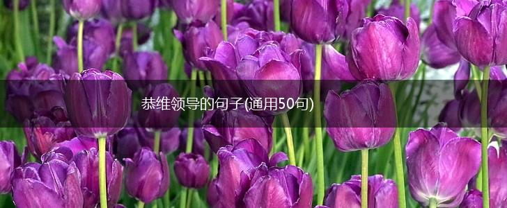 恭维领导的句子(通用50句),第1张