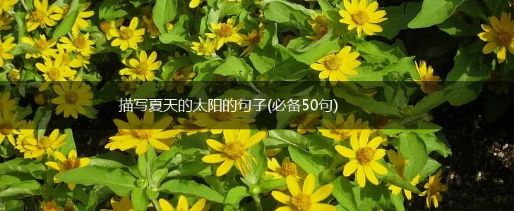 描写夏天的太阳的句子(必备50句),第1张