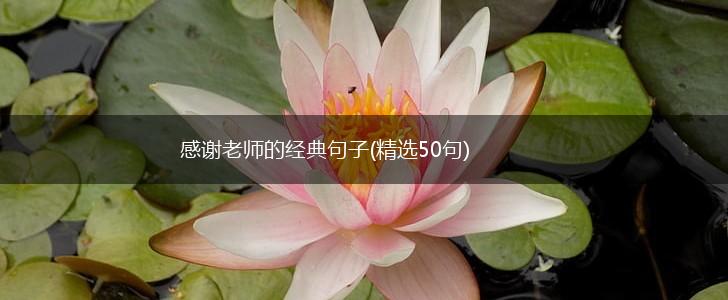 感谢老师的经典句子(精选50句),第1张