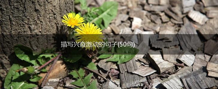 描写兴奋激动的句子(50句),第1张